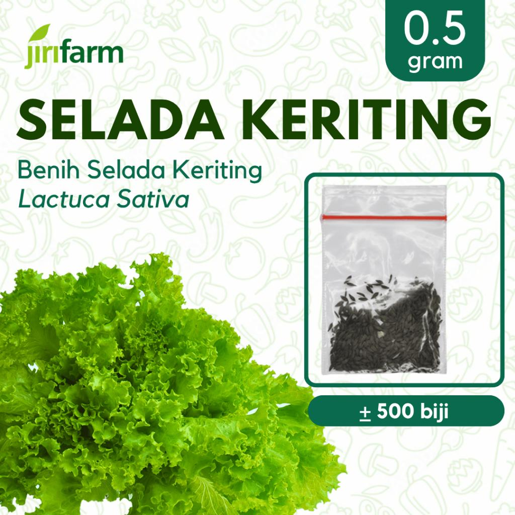 JIRIFARM - Benih Bibit Selada Kriting Tanaman Sayuran Seribuan Unggul